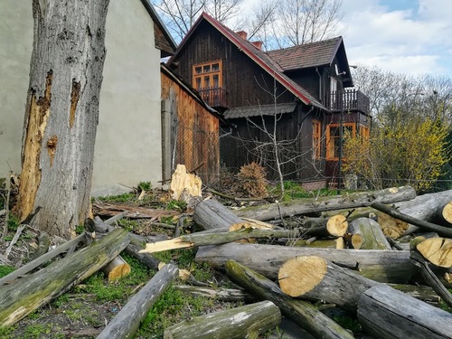 prace w ogrodzie ścinamy drzewo prace w ogrodzie ścinamy drzewo